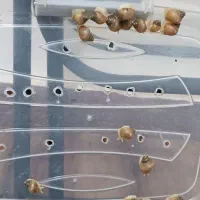 حلزون آچاتینا|خزنده|هشتگرد, فاز ۱ مهستان|دیوار