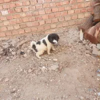 واگذاری توله سرابی|سگ|سلماس, |دیوار