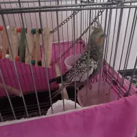 یک عدد عروس هلندی خوشگل