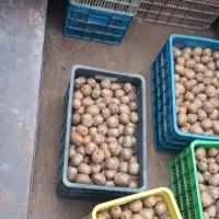 نارنگی انشو تازه چین برگی و کیوی مربایی|حراج|کلاچای, |دیوار