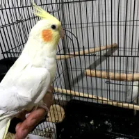 عروس هلندی و مینا