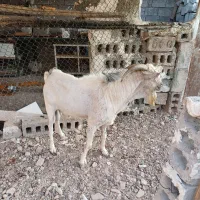 سلام فروش نر