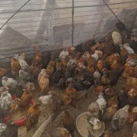 مجموعه پرورش طیور رحمانی