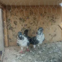 تعدای کفتر پرشی|پرنده|شریفآباد, |دیوار