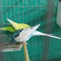 جفت مرغ عشق تخم جوجه ای