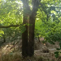 باغچه ۲۳۳ متری در منطقه خوش آب‌وهوای خورارنگه|فروش زمین و ملک کلنگی|آسارا, |دیوار