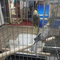 ۶جفت عروس هلندی