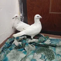 کفتر
