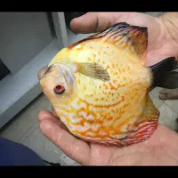 فروش نه عدد ماهی دیسکس مولد|ماهی|زاوه, |دیوار