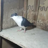 مادها اماده به جفت|پرنده|بجنورد, |دیوار