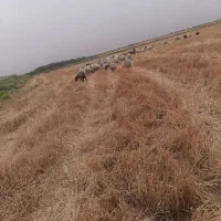بره|حیوانات مزرعه|کرخه, |دیوار