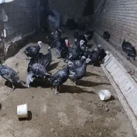 بوقلمون محلی سالم وگوشتی