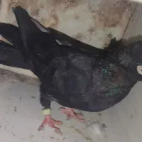 یه جفت سیاه ذاغ|پرنده|کوه چنار, |دیوار