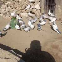 کفتر یا کبوتر برای نگه داری