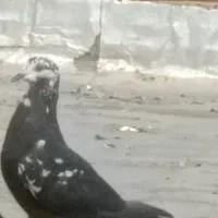 پرنده ،کبوتر