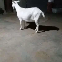 بزسانس آلپاین اصل