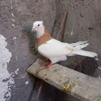 کبوتر خوب وزیبا