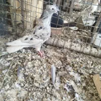 کوهی دمپاک خوش رنگ گرفتنی