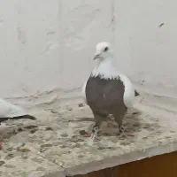 کبوترگمشده لطفا زنگ بزنید