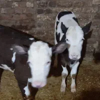 گوساله ماده