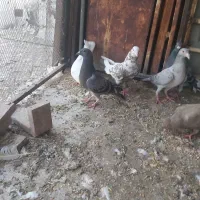 کبوتر|حراج|اهواز, شهرک دانشگاه|دیوار