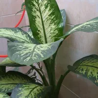 گل دیفن باخیا