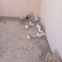 کبوتر