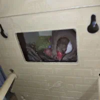 فنچ نرگسی اورنج بنگالی و معمولی|پرنده|شاهرود, |دیوار