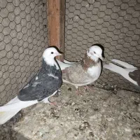 کبوتر|پرنده|زابل, |دیوار