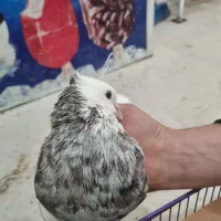 کفتر طوقی سرور