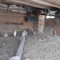 کبوتر|پرنده|داران, |دیوار