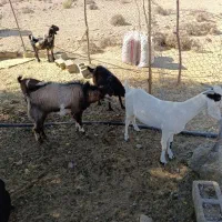 سلام ودرود فروش فوری تعداد55راس،بزصلاله اصل ومیش|حیوانات مزرعه|حاجی آباد, |دیوار