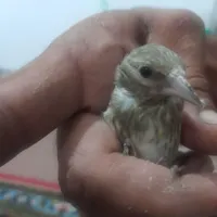 قناری سهره جوجه|پرنده|گنبد کاووس, |دیوار