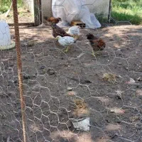 جوجه به همراه مرغ مادر