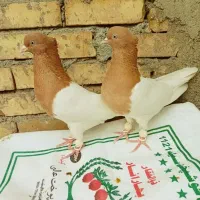 باش سار الیام