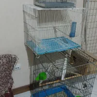 قفس پرند ه ولونه عروس وبرزیلی