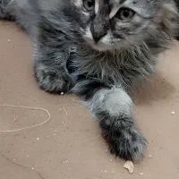 بچه گربه دوماهه میکسdlh|گربه|مشهد, امیرآباد|دیوار