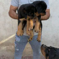 سگ روتوایلر توله روتفایلر rottweiler