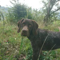 سگ گم شده از یابنده خواهشمندم اطلاع بدهد