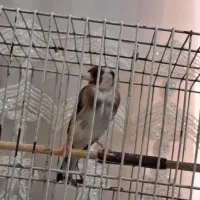 ماده سهره