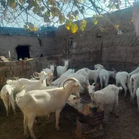 بز،بزغاله،کولار سانن اصل|حیوانات مزرعه|سلامی, |دیوار