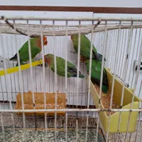طوطی کوتوله