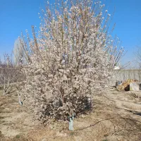 تهاتر باغ ویلا با اپارتمان