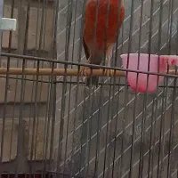 قناری سرخ اکات ونگرو سیاه وفنچ گلوبریده|پرنده|اهواز, کوی رمضان|دیوار