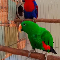 جفت طوطی اکلکتوس مولد واقعی