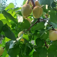 باغ دور فنس و درختان بارده با یک ساعت حق آبه