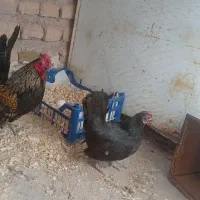 مرغ وخروس مینیاتوری