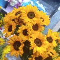 افتاب گردون  خارجی عمده شاخه ای ۲۹