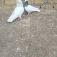 طوقی درجه یک