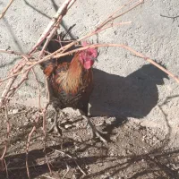 خروس|حیوانات مزرعه|جوکار, |دیوار